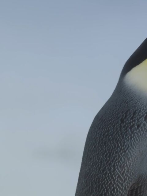 VIDEO: Incredible! Helicopter Quest for Emperor Penguins on the Scenic Eclipse in Antarctica